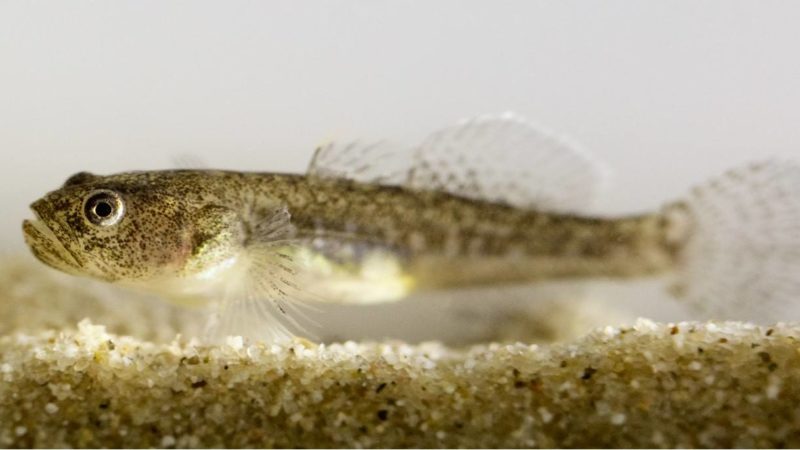new endangered goby species honors late ucla student