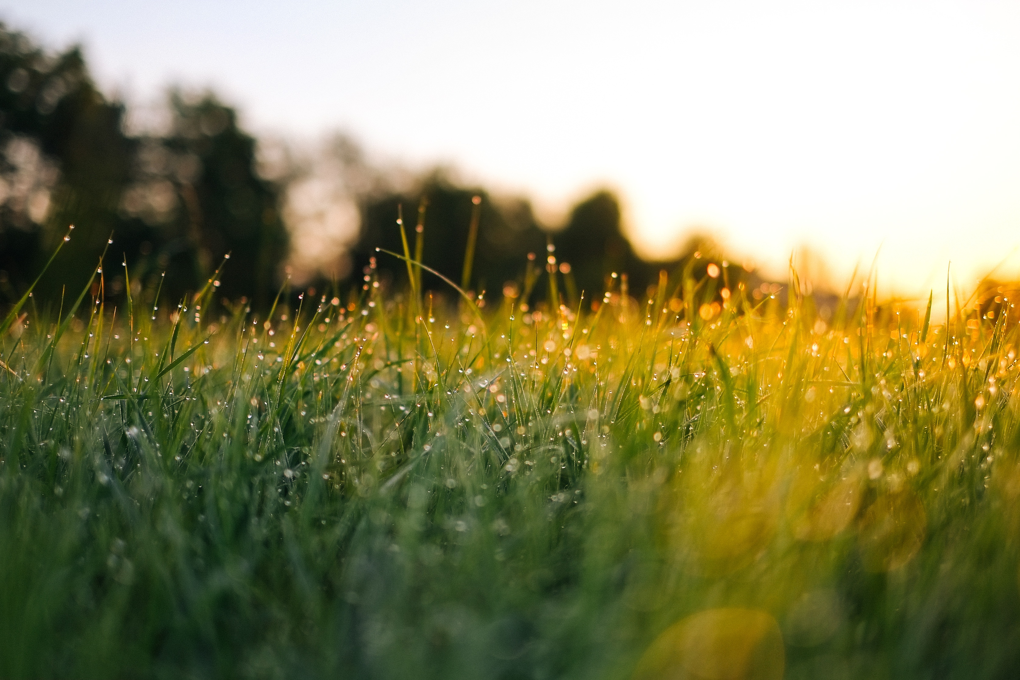 seeker: in l.a. drought, luxury lawns still guzzling water