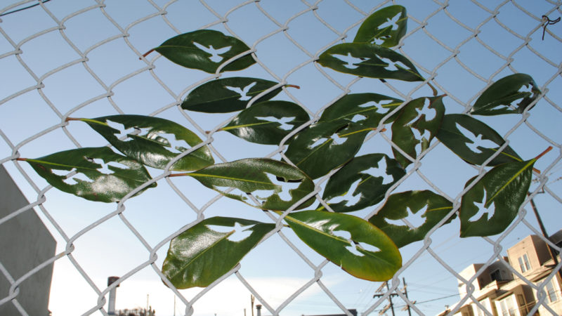 urban ecologies