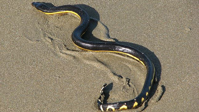 see something weird in nature? call your local scientist