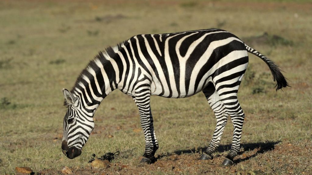 a new explanation for zebra stripes