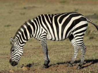 a new explanation for zebra stripes