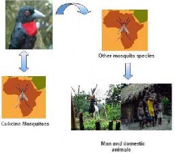 avian-malaria
