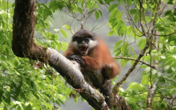 central african biodiversity alliance featured on nsf website