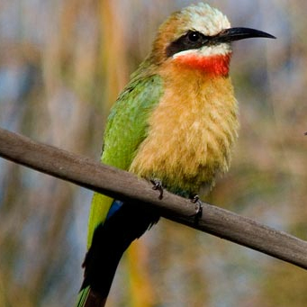 central african forests forever