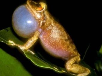 climate change a likely culprit in coqui frog’s altered calls
