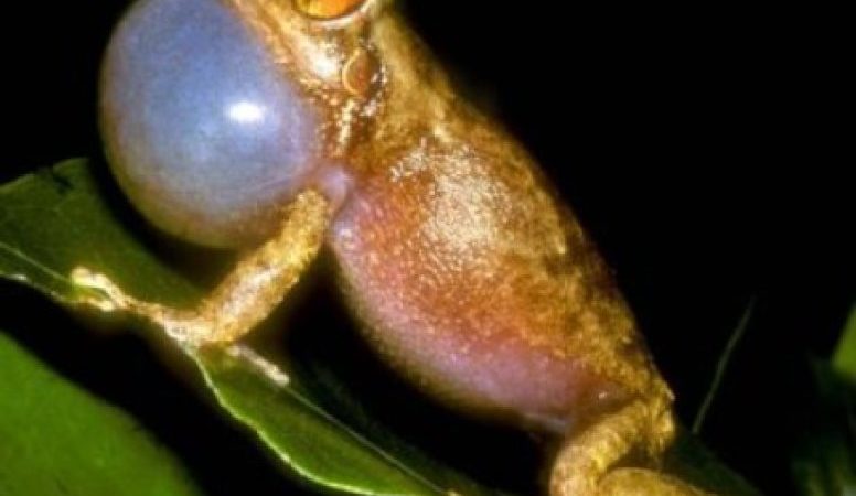 climate change a likely culprit in coqui frog’s altered calls