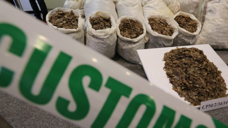 failing to grasp dire consequences of africa’s wildlife trade