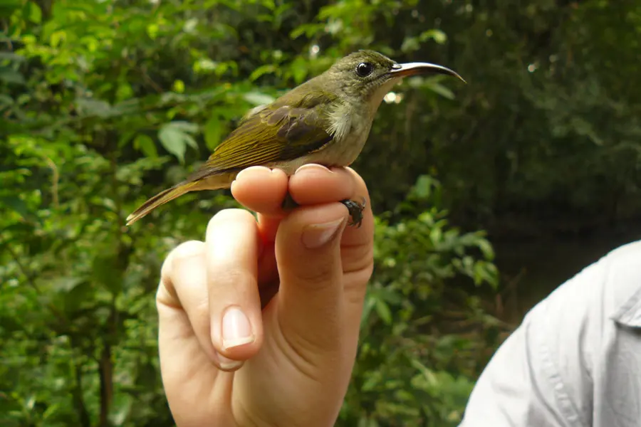 guiding african wildlife through global warming