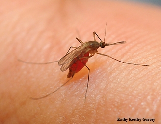 heat, drought, swimming pools helped spread record west nile disease outbreak in calif.