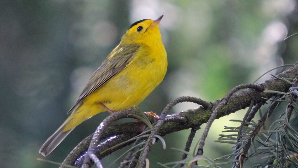hidden bird migrations revealed by dna