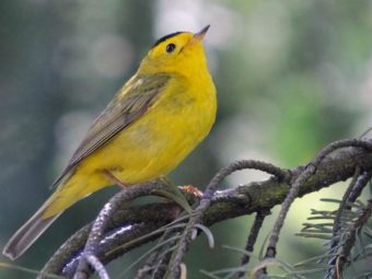 hidden bird migrations revealed by dna