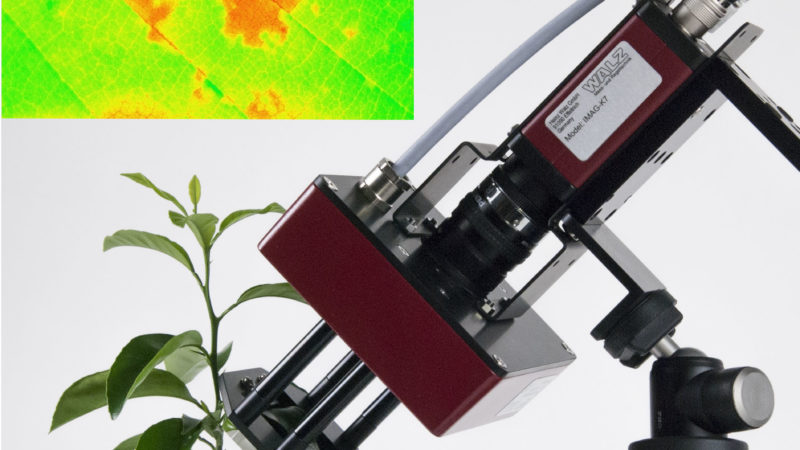 ground-based remote sensing of solar-induced chlorophyll fluorescence of evergreen and drought-deciduous plants at the ucla stunt ranch santa monica mountains reserve