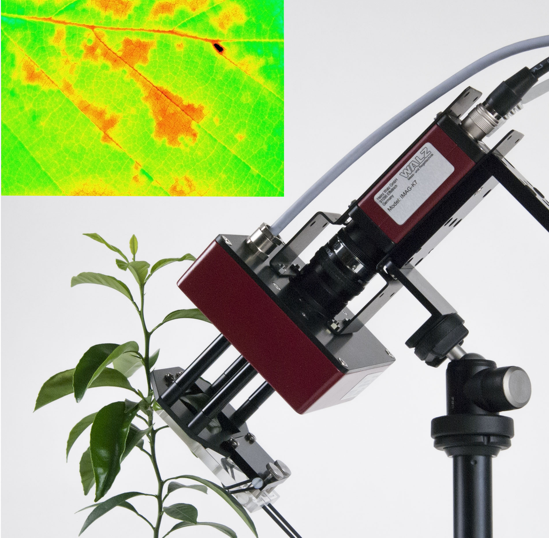 ground-based remote sensing of solar-induced chlorophyll fluorescence of evergreen and drought-deciduous plants at the ucla stunt ranch santa monica mountains reserve