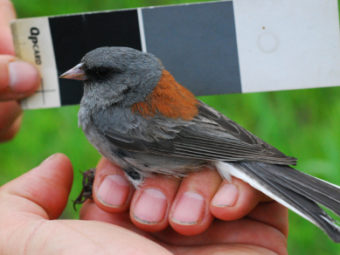 in the field: junco birds