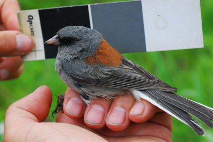 in the field: junco birds