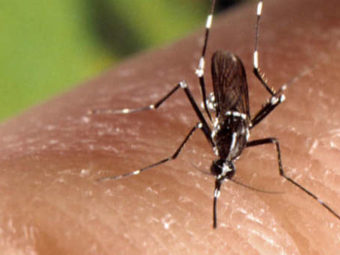is west nile virus coming to your town? ucla releases first risk-assessment predictions
