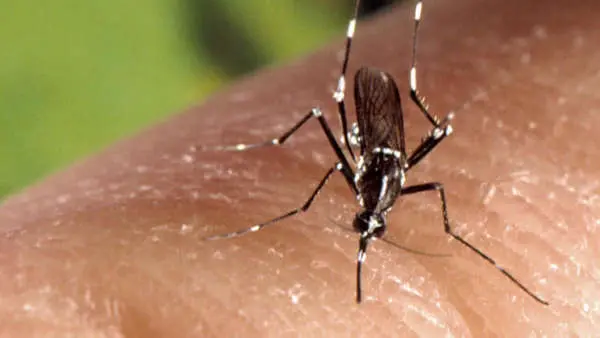 is west nile virus coming to your town? ucla releases first risk-assessment predictions
