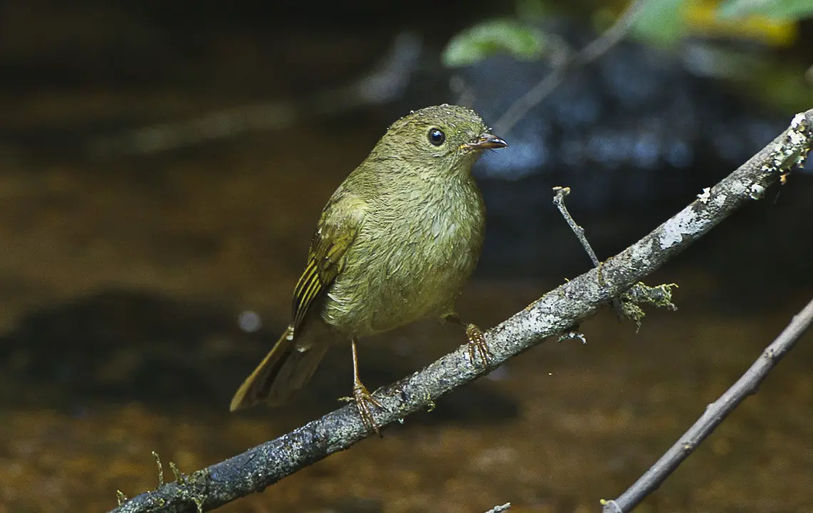 mapping evolutionary processes under climate change