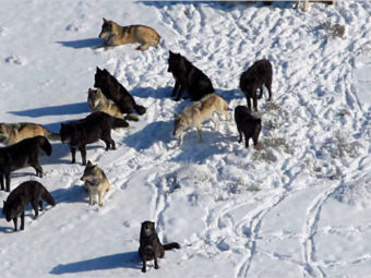 new world wolves and coyotes owe debt to dogs