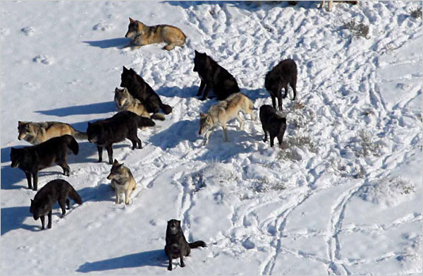 new world wolves and coyotes owe debt to dogs