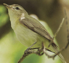 persistent impacts of west nile virus on north american bird populations