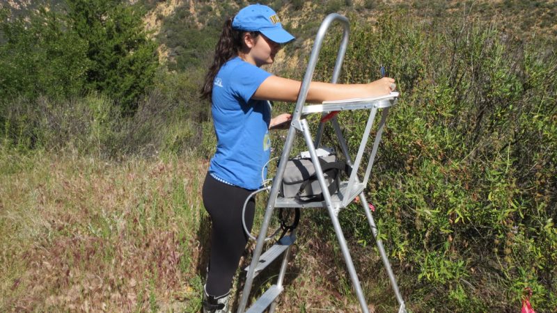 drought influence on chlorophyll fluorescence in evergreen and deciduous plant species of southern california