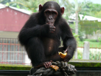 studies of africa’s most endangered chimpanzees show complex evolutionary past, perilous future