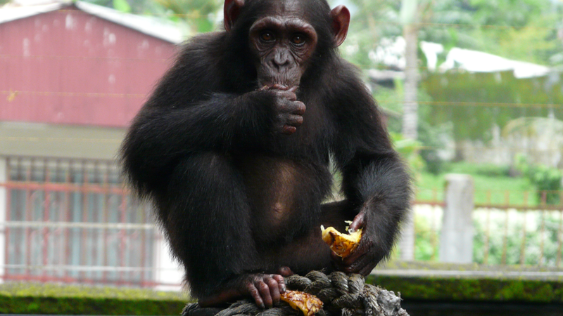 studies of africa’s most endangered chimpanzees show complex evolutionary past, perilous future