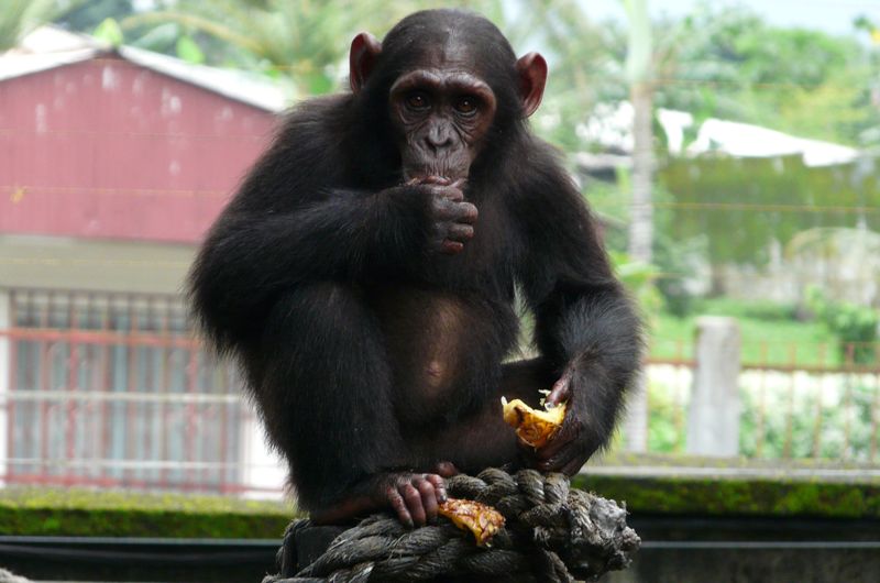 studies of africa’s most endangered chimpanzees show complex evolutionary past, perilous future