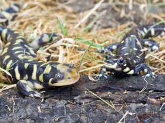 15 threatened natural treasures and the ucla scientists working to save them