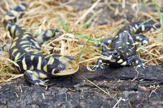 15 threatened natural treasures and the ucla scientists working to save them