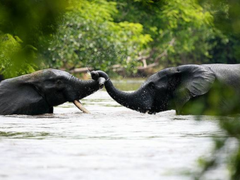 ucla forges new partnership to promote the conservation and responsible management of the congo basin’s tropical forests