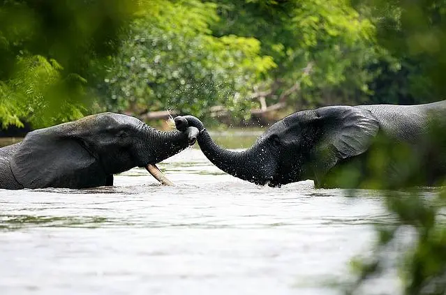 ucla forges new partnership to promote the conservation and responsible management of the congo basin’s tropical forests