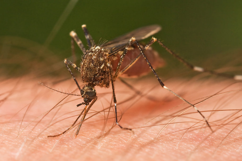 west nile virus: mosquitoes and other “pests”