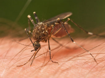 west nile virus: mosquitoes and other “pests”