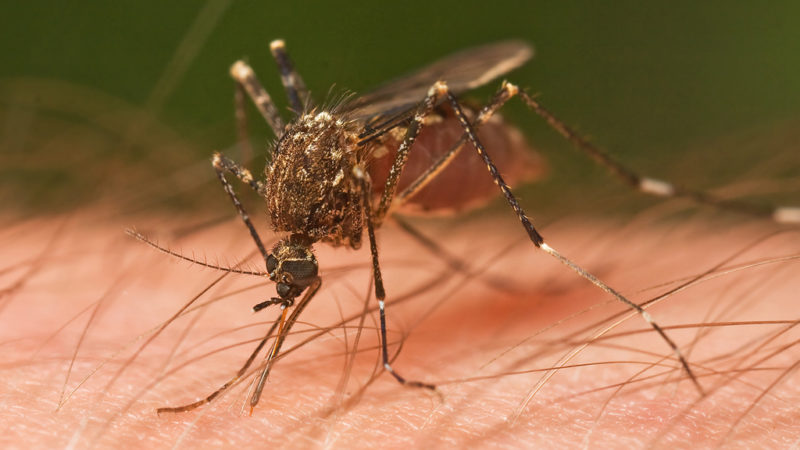 west nile virus: mosquitoes and other “pests”