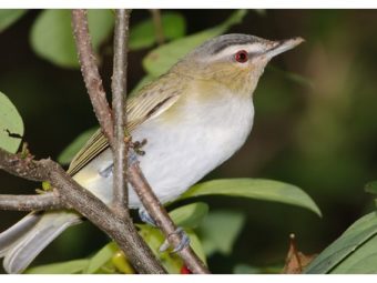 west nile virus killing millions more birds than previously thought, ucla researchers find