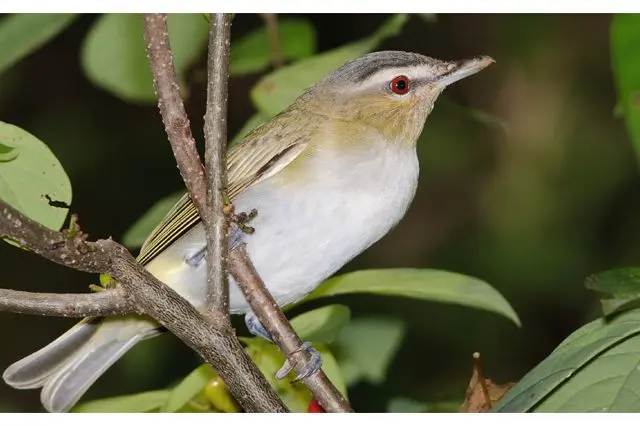 west nile virus killing millions more birds than previously thought, ucla researchers find