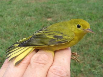 these maps could help save birds threatened by climate change