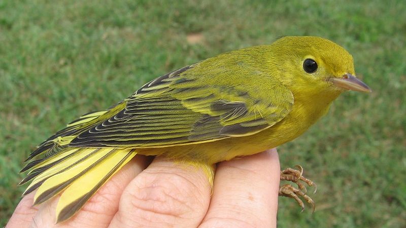 these maps could help save birds threatened by climate change