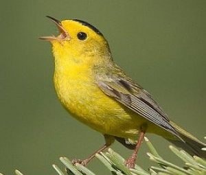 capturing migration in a strand of dna: feathers reveal a bird’s origins