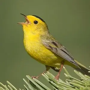 capturing migration in a strand of dna: feathers reveal a bird’s origins