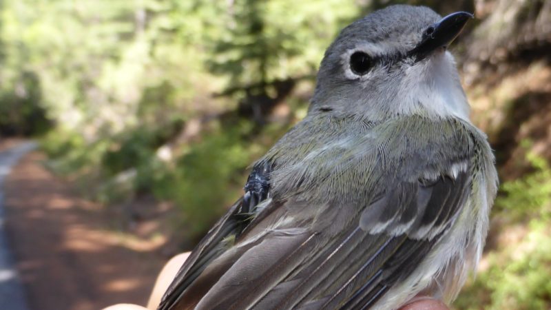 tracking migration of cassin’s vireo: identifying wintering grounds and assessing the impact of brood parasitism on migratory movements