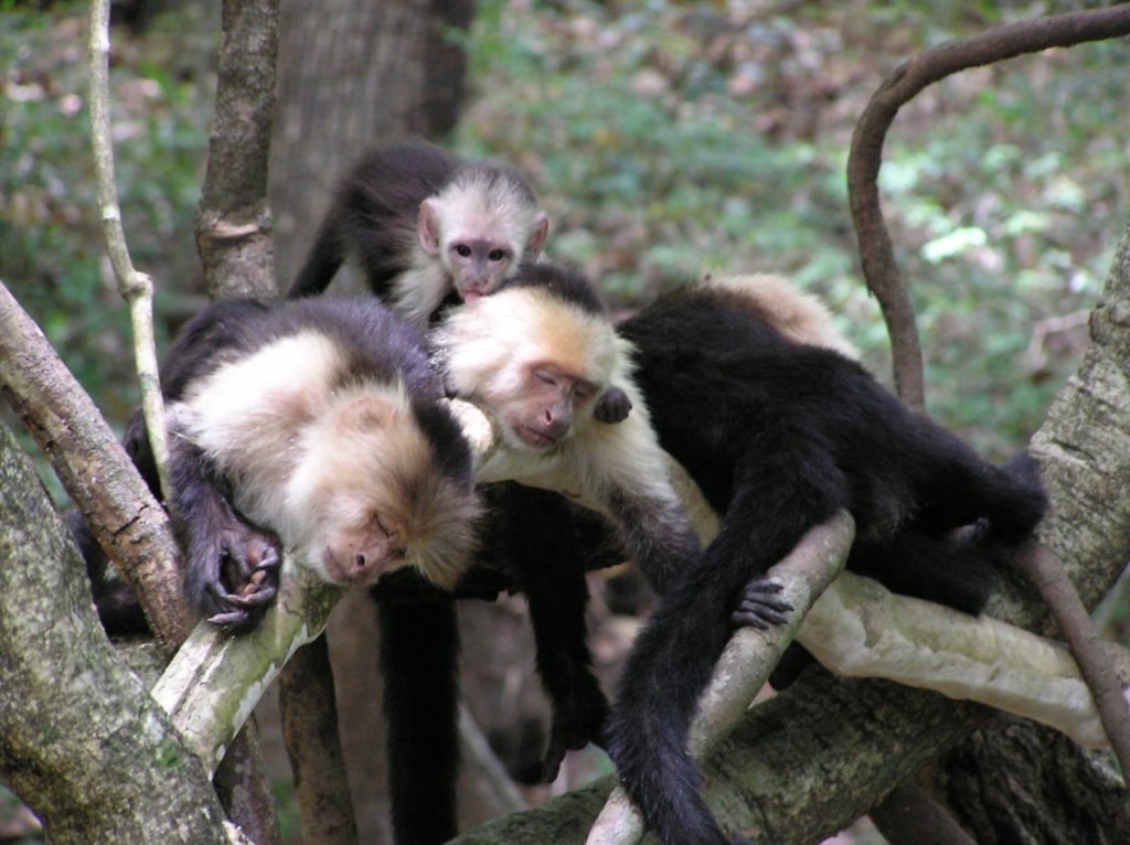 center for tropical research may 2003 newsletter