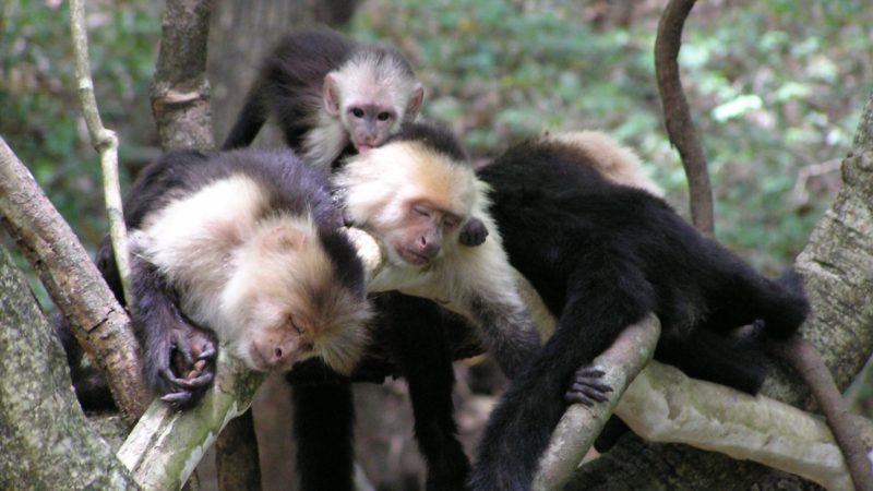 center for tropical research may 2003 newsletter