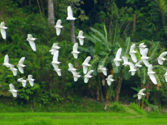 center for tropical research october 2006 newsletter