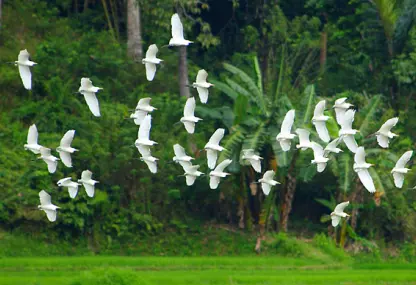 center for tropical research october 2006 newsletter