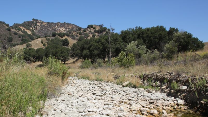 collaboration: how do chaparral shrubs respond to and recover from heat waves?