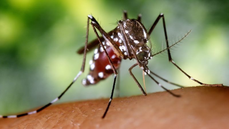 tuning the white light spectrum of residential lamps for reducing nocturnal insect attraction (or, how can a change in the lightbulbs we use reduce malaria for tens of millions?)